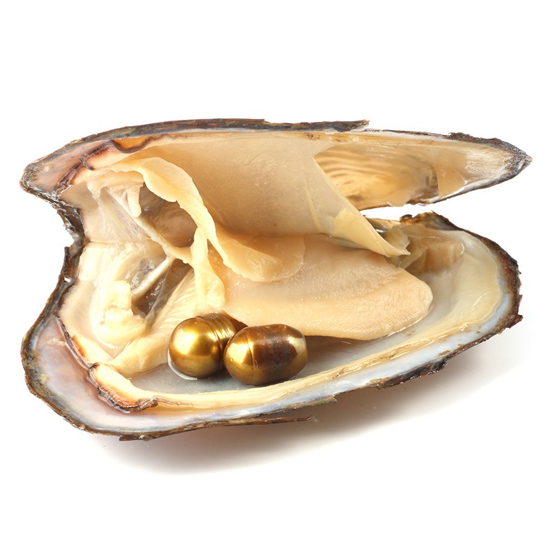 Do all oysters have pearls